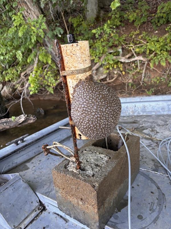 Bryozoan growing on a receiver mount